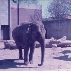 elephant_1982