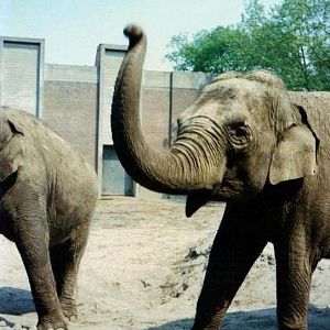 elephant_exhibit_1990