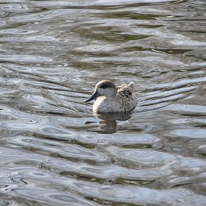 Marbled Teal at Martin Mere WWT 08/12/12