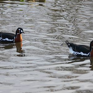 Red Breasted Geese at Martin Mere WWT 08/12/12