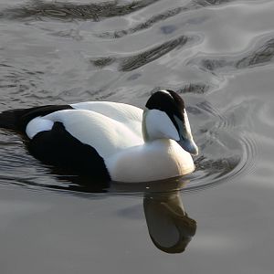 Common Eider at Martin Mere WWT 08/12/12