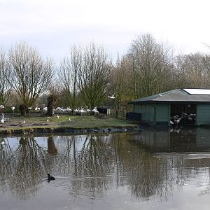 Flamingo exhibit at Martin Mere WWT 08/12/12