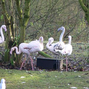 Greater Flamingos at Martin Mere WWT 08/12/12