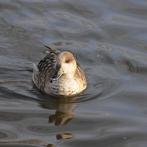 Marbled Teal at Martin Mere WWT 08/12/12