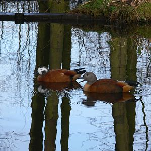 South African Shelducks at Martin Mere WWT 08/12/12