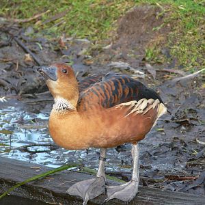 Fulvous Whistling Duck at Martin Mere WWT 08/12/12