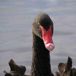 Black Swan at Martin Mere WWT 08/12/12