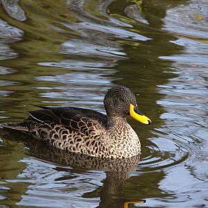 South African Yellow-Billed Duck at Martin Mere 08/12/12
