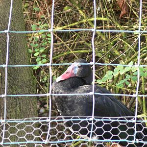 Black Spur-wing Goose at Martin Mere WWT 08/12/12
