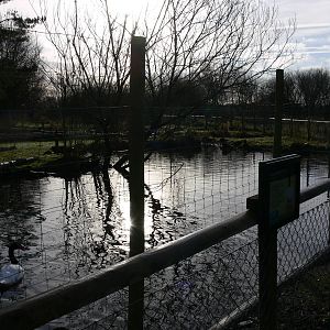 Swan exhibit at Martin Mere WWT 08/12/12