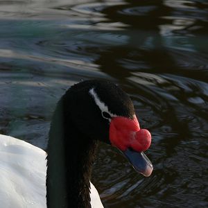 Black-necked Swan at Martin Mere WWT 08/12/12