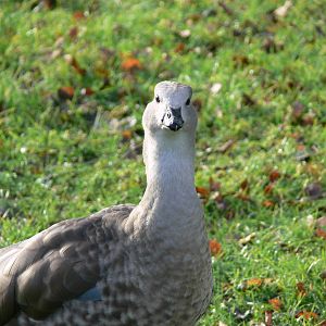 Abyssinian Blue-winged Goose at Martin Mere WWT 08/12/12