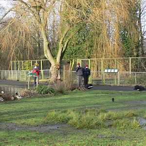 Meeting a Black Swan at Martin Mere WWT 08/12/12