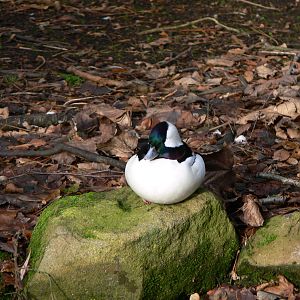 Bufflehead at Martin Mere WWT 08/12/12