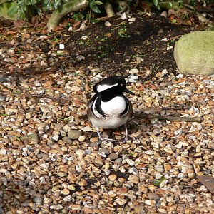 Hooded Merganser at Martin Mere WWT 08/12/12