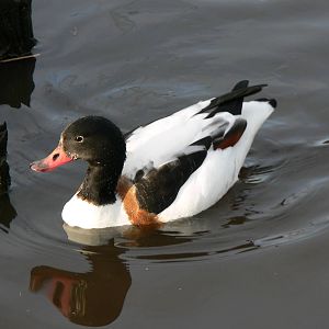 European Shelduck at Martin Mere WWT 08/12/12