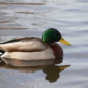 Mallard at Martin Mere WWT 08/12/12