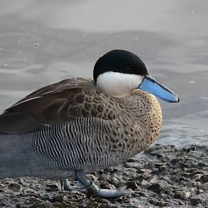 Puna Teal at Martin Mere WWT 08/12/12