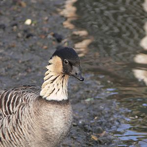 Hawain Goose (Ne Ne) at Martin Mere WWT 08/12/12