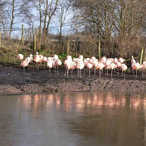 Chilean Flamingos at Martin Mere WWT 08/12/12