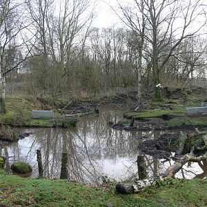 Beaver exhibit at Martin Mere WWT 08/12/12