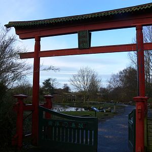 Entrance to the Oriental pen at Martin Mere WWT 08/12/12