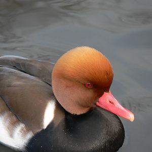 Red-crested Porchard at Martin Mere WWT 08/12/12