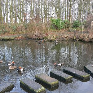 Oriental Pen at Martin Mere WWT 08/12/12
