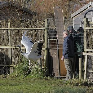 Red-crowned crane release into new pen