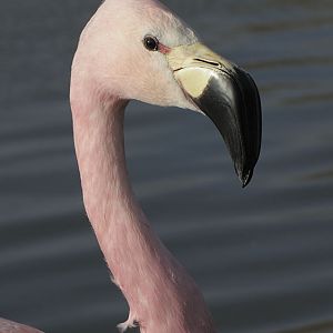 Andean flamingo
