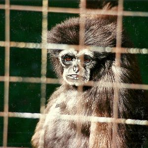 Hybrid Gibbon 4th October 1995