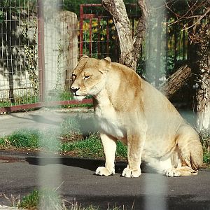 African Lioness 4th October 1995