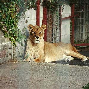 African Lioness 4th October 1995