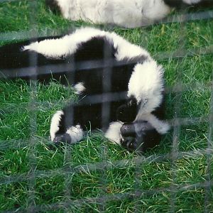 Black and White Ruffed Lemur 4th October 1995