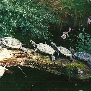 Red-eared Terrapins 4th October 1995