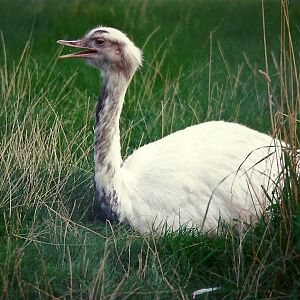 Greater Rhea 4th October 1995