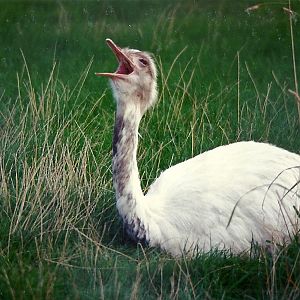 Greater Rhea 4th October 1995