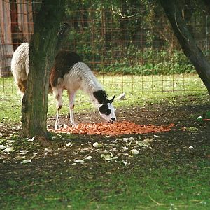 Llama 4th October 1995: yum, yum carrots!