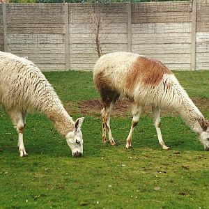 Llamas 4th October 1995