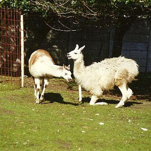 Llamas 4th October 1995