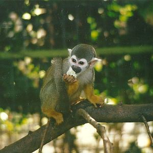 Squirrel Monkey 4th October 1995