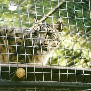 Snow Leopard 4th October 1995
