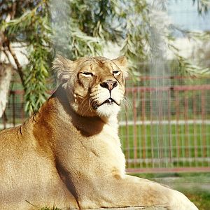 African Lioness 4th October 1995