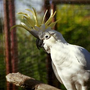 Lesser Sulphur-crested Cockatoo 4th October 1995