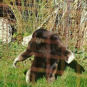 Hybrid Gibbon 4th October 1995