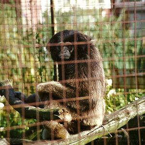 Hybrid Gibbon 4th October 1995