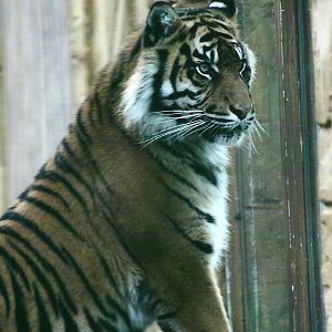 Sumatran Tiger 1st November 2012