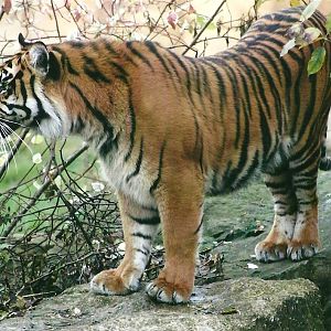 Sumatran Tiger 1st November 2012