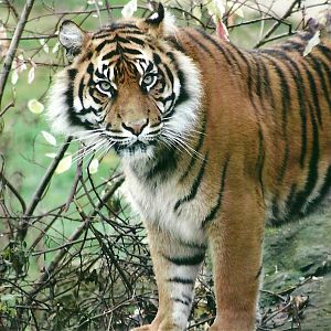 Sumatran Tiger 1st November 2012