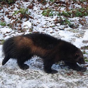 Wolverine in the Snow at Whipsnade, 07/12/12